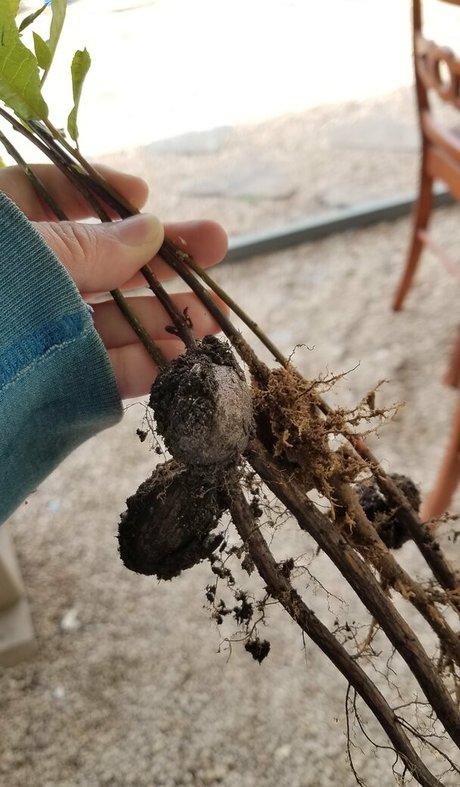 driftinggem star pornographic pics