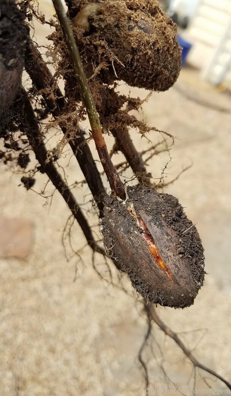 driftinggem pornstar high quality picture