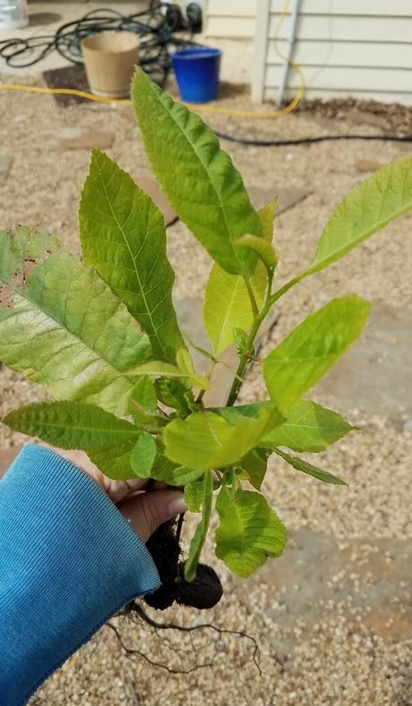 driftinggem top pornstar image