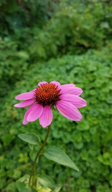 driftinggem model pretty img