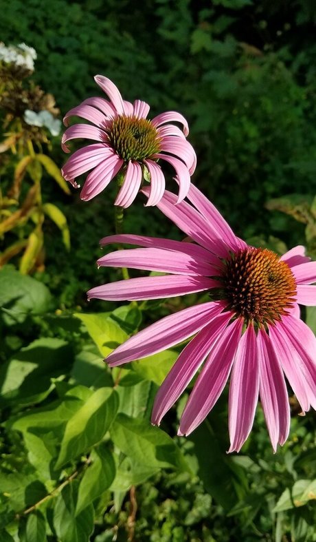 driftinggem free star pics