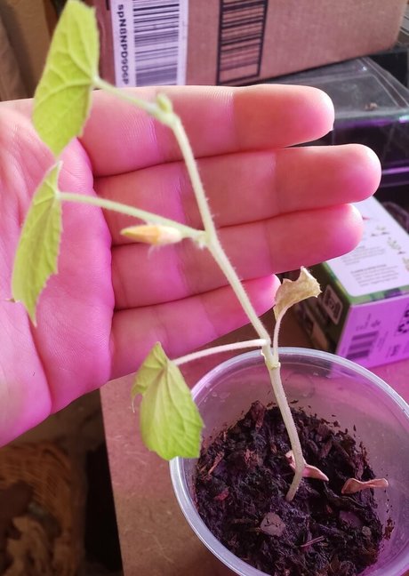 huge fake tits onlyfans hot sex pics