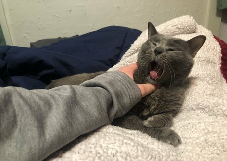 bbw lesbian onlyfans best galleries