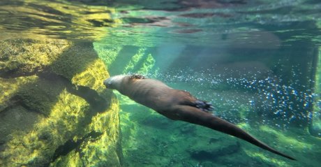 flat chested onlyfans xxx archive