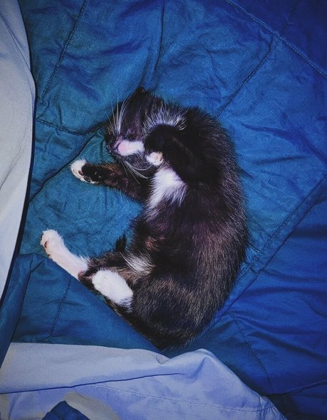 fat girls onlyfans art porn image