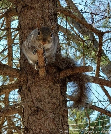 mikaylarainesfans star porn picture