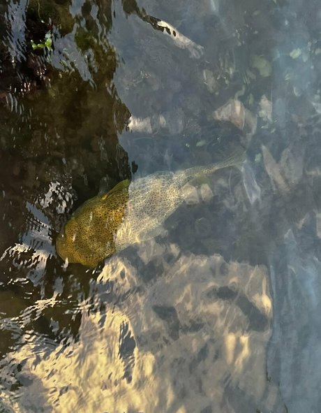 babyski mask pretty star photos