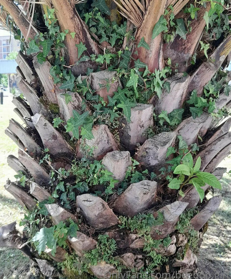 cheerleader onlyfans nude archive