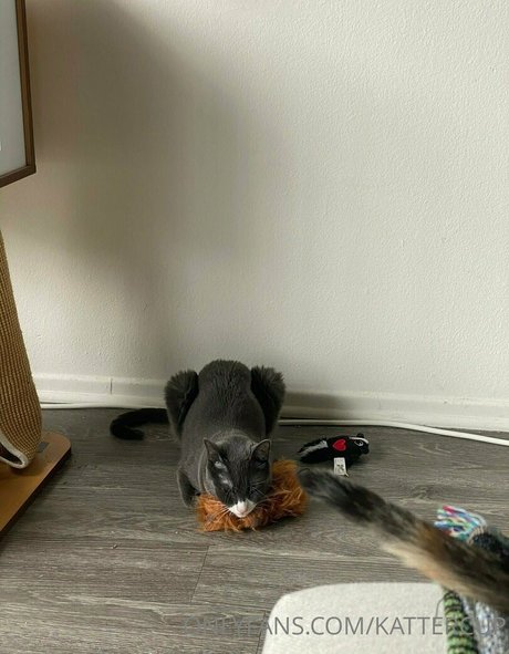 kattercup perfect actress pic