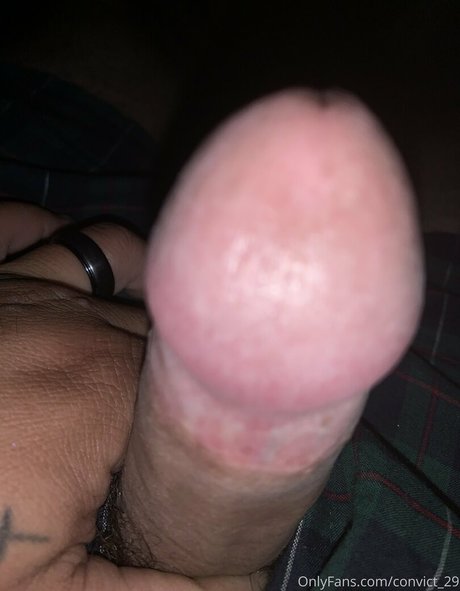 convict 29 model perfect archive