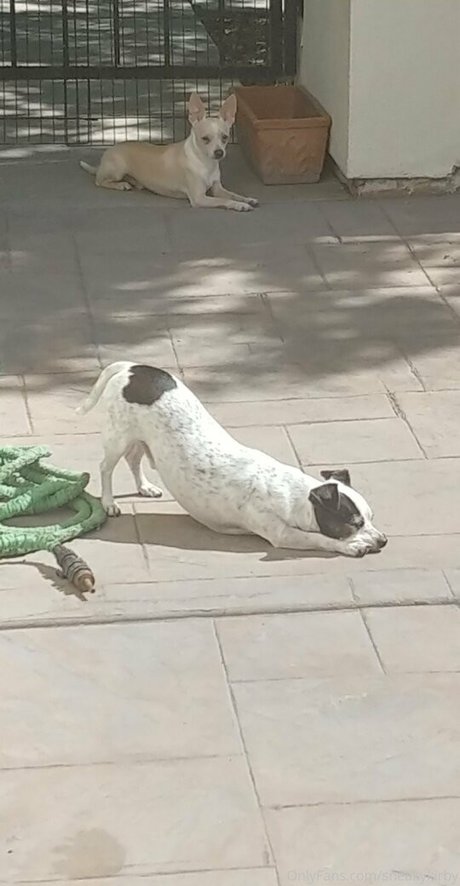 sneakykirby exclusive pornstar archive