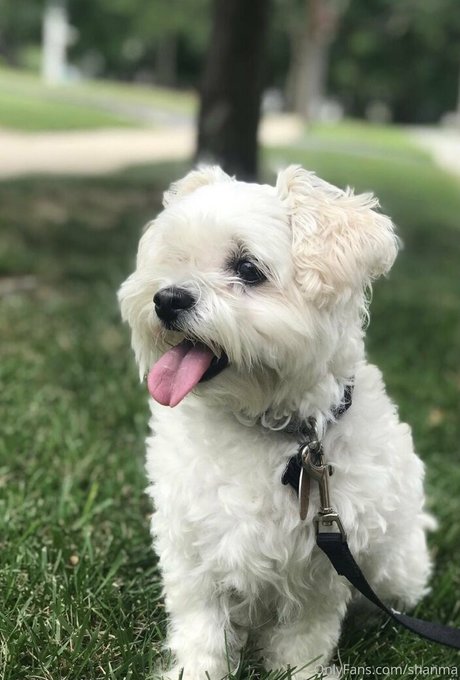 shanma sexy actress pic