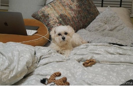 shanma high quality pornstar pic