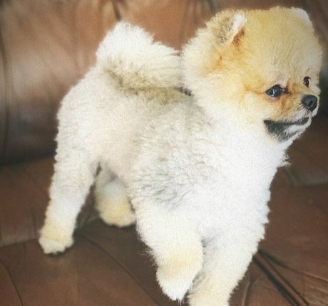 Maya Bulgarien actress photo