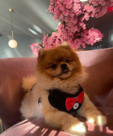 princess asian onlyfans sexy photos