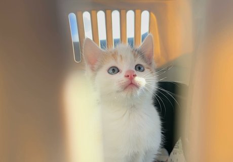 two onlyfans free images