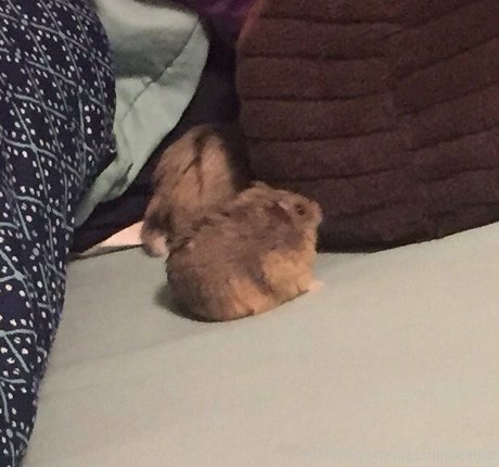 geminiscamp adult model gallery