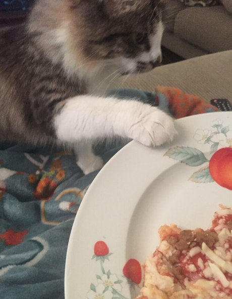 geminiscamp star high quality galleries