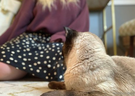 freebunbun nice pornstar pic