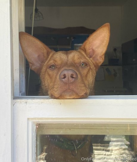 feedandbreed naked pornstar pictures