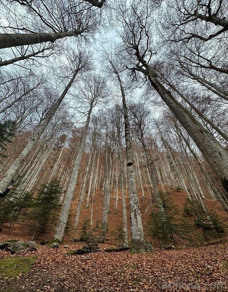 Anisyia_ star sex pics