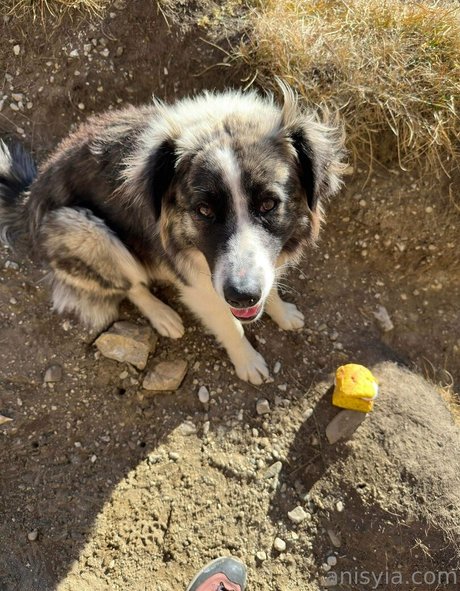 Anisyia_ Photo Gallery