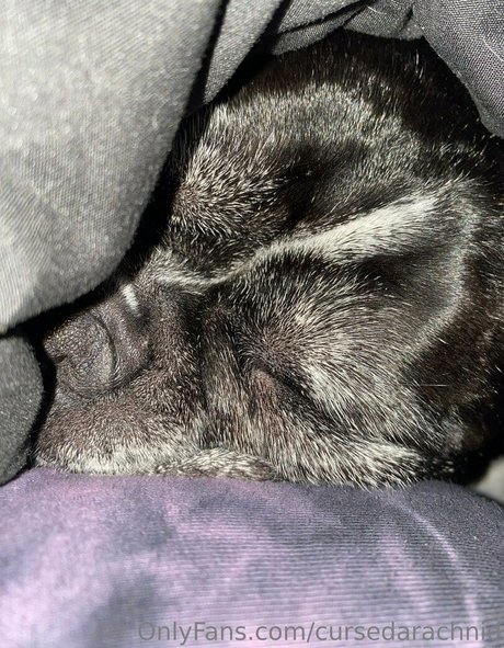 CursedArachnid Profile Photo