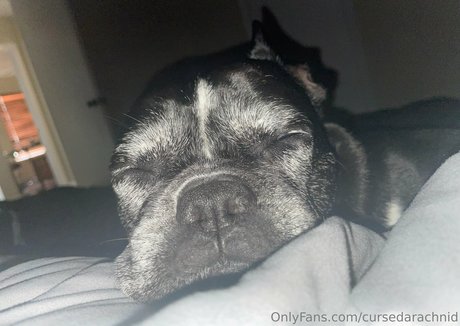 CursedArachnid model porn pictures