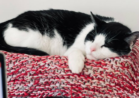 sulis minerva star free gallery