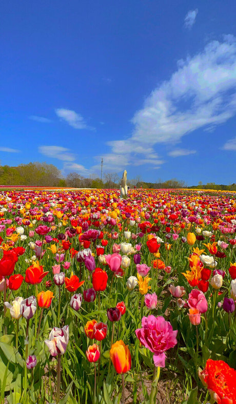 blowjob brunette onlyfans nude galleries