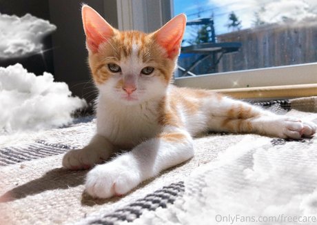 freecare pornographic actress pictures