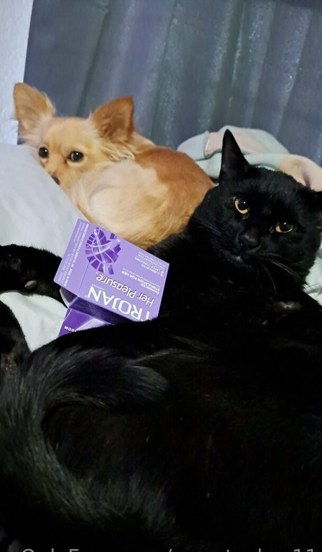 sweetcakes11 star perfect archive