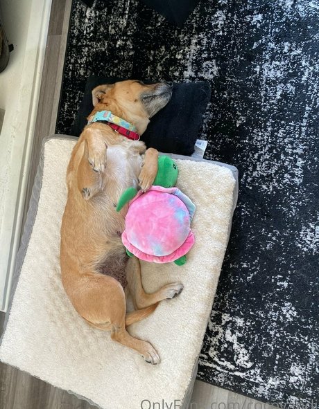 stars onlyfans free naked galleries