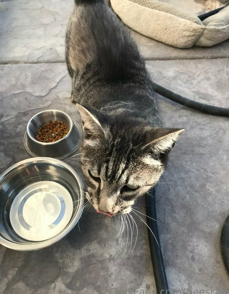 scabbee model hd image