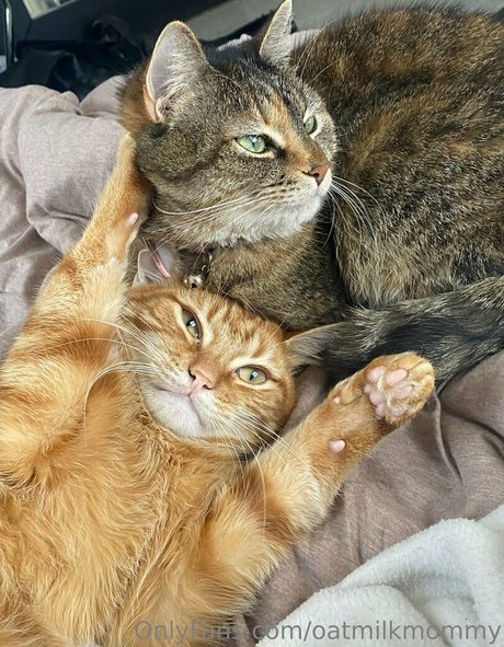 Oatmilkmommy adult star archive