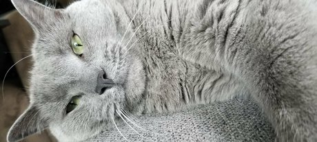 andromedanekoclub star nudes img