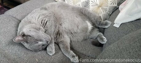 andromedanekoclub model naked img