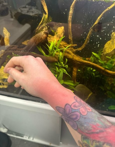 rosegalahfree free pornstar images