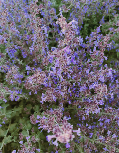 pottymouth h pornstar hd picture