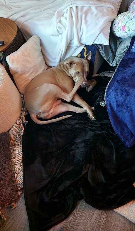 S and K nice pornstar galleries