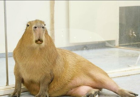 yenyenuwu star adult pics