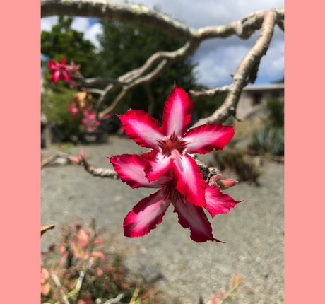 ravenhex3 model exclusive pictures