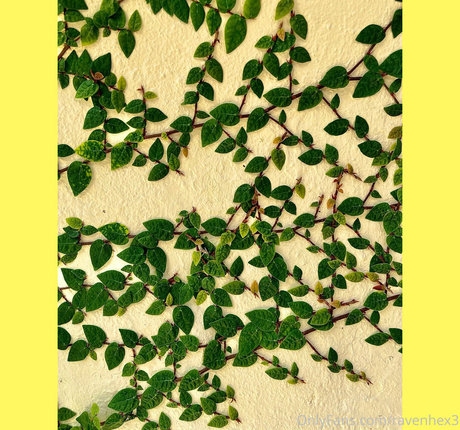 ravenhex3 sex star img