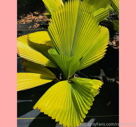 ravenhex3 pornstar art pictures