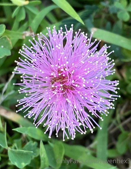 ravenhex3 pornographic actress photo