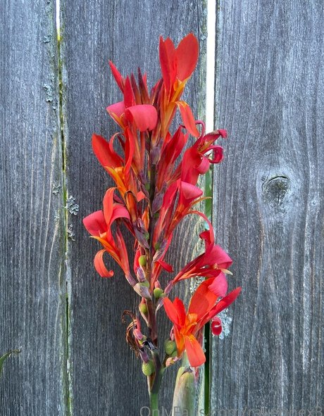 ravenhex3 star beautiful img