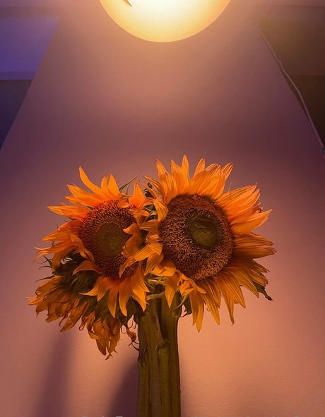 illuzia bytia free erotic model picture