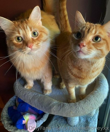 xxsacredhoneyxx hot star pic