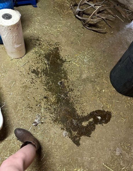 snaakecharmerr star pornographic pic