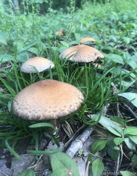 chubby latina onlyfans hot xxx picture